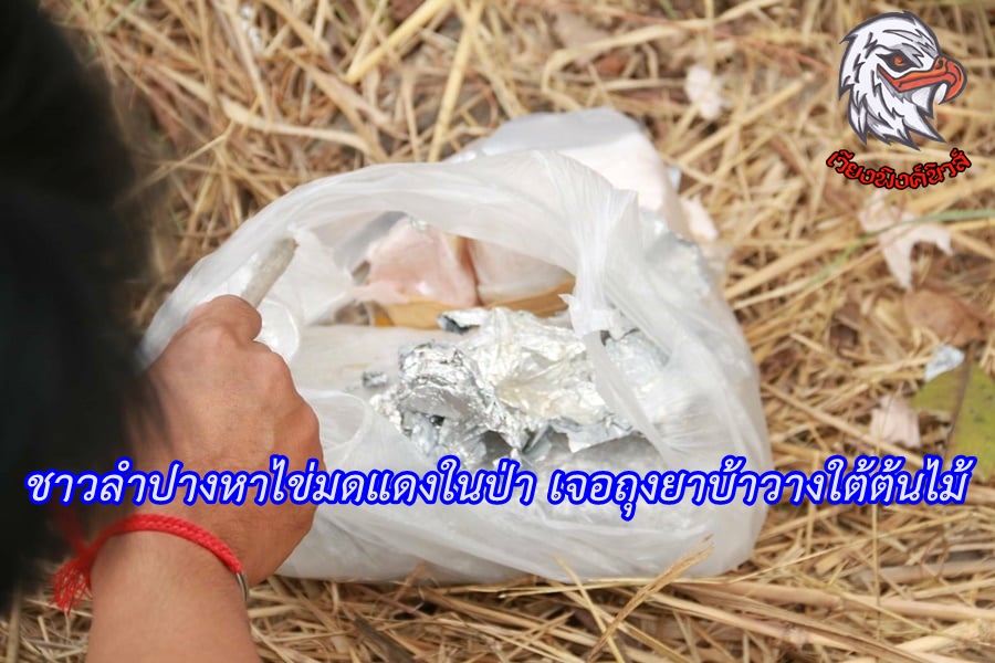 ชาวลำปางหาไข่มดแดงในป่า เจอถุงยาบ้าวางใต้ต้นไม้