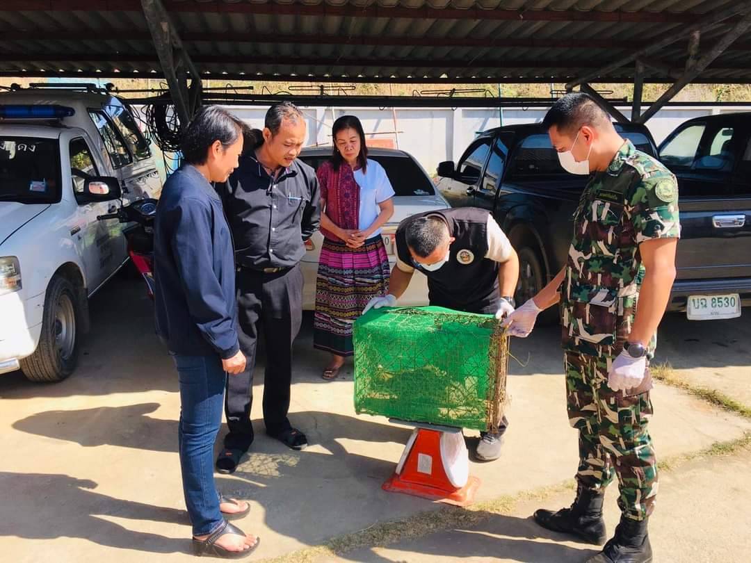 แมวดาว สัตว์ป่าใกล้สูญพันธุ์ หลุดจากป่า พลัดหลงเข้าหมู่บ้าน เจ้าหน้าที่อุทยานฯ จับได้เตรียมนำปล่อยคืนสู่ธรรมชาติแล้ว